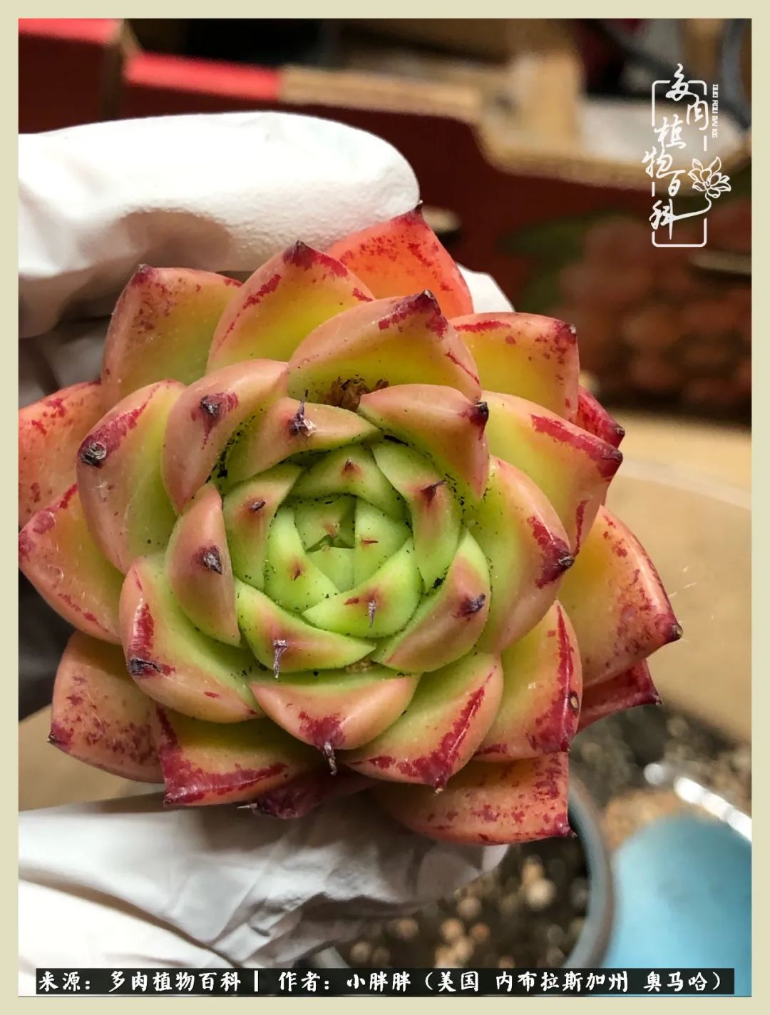 多肉小白入坑攻略,多肉小白2个月成功入坑