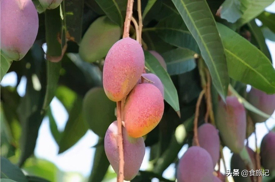 海南贵妃树上熟芒果,海南贵妃芒自然熟