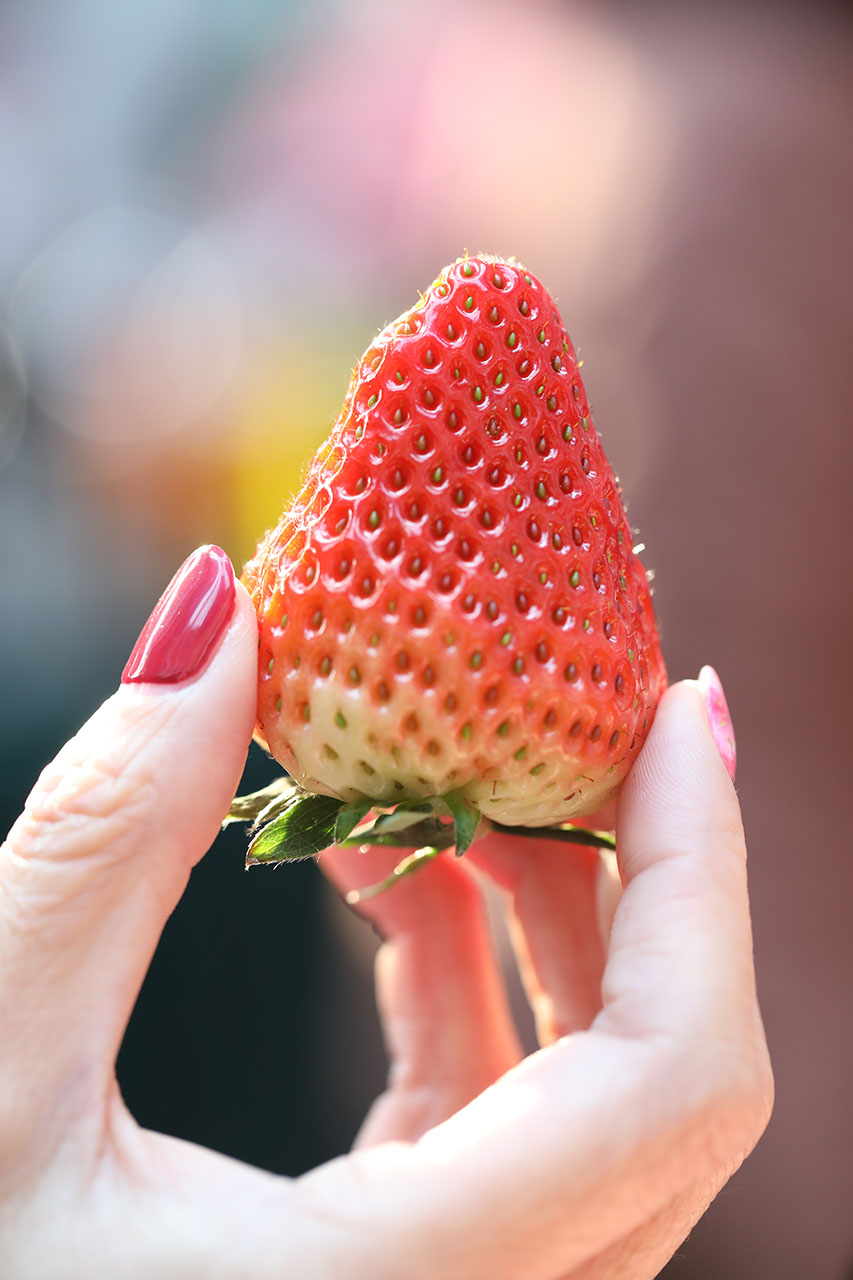 大连最好的草莓节,2023草莓音乐节大连