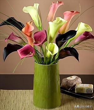 盆栽马蹄莲怎么养才能开花,盆栽马蹄莲怎么养才能开花多