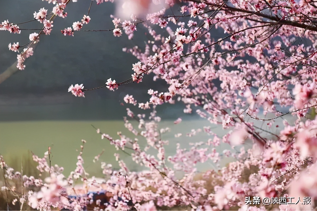 三八节西安景点有哪些优惠,三八妇女节都哪些景区免票