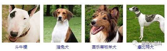 狗狗品种分类大全,狗狗品种鉴定
