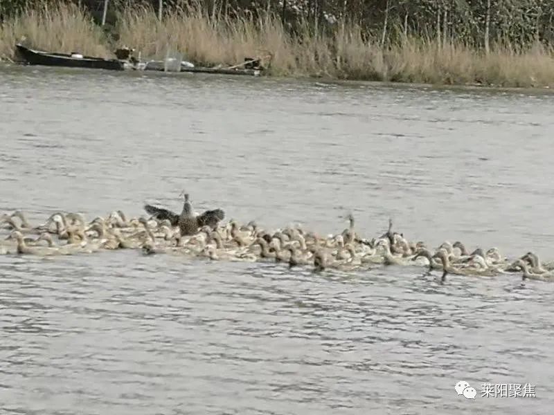 莱阳市胡城,莱阳胡城沙参
