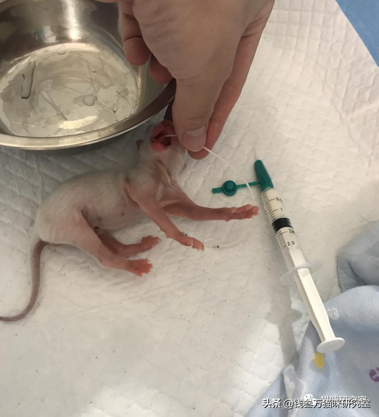 刚生的小猫母猫不在如何照顾,早产没长毛的小猫怎么救活