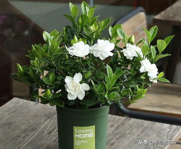 栀子花烂根最好的救活方法,栀子花烂根的补救办法