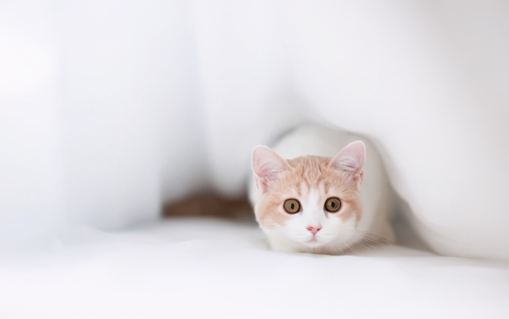 猫咪洗澡推荐沐浴露,猫咪洗澡神器哪个好