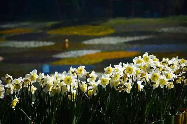 成都石象湖国家级生态园,成都石象湖风景区