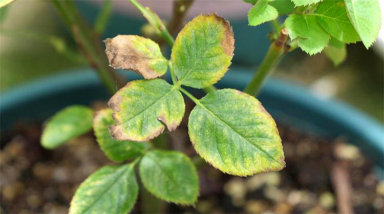 花叶发黄应该怎么办?从5个方面做出调整,十有八九能挽救回来