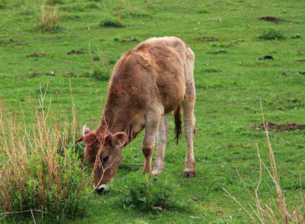牛犊粪便带肠粘膜怎么治疗,犊牛腹泻的治疗与预防方法