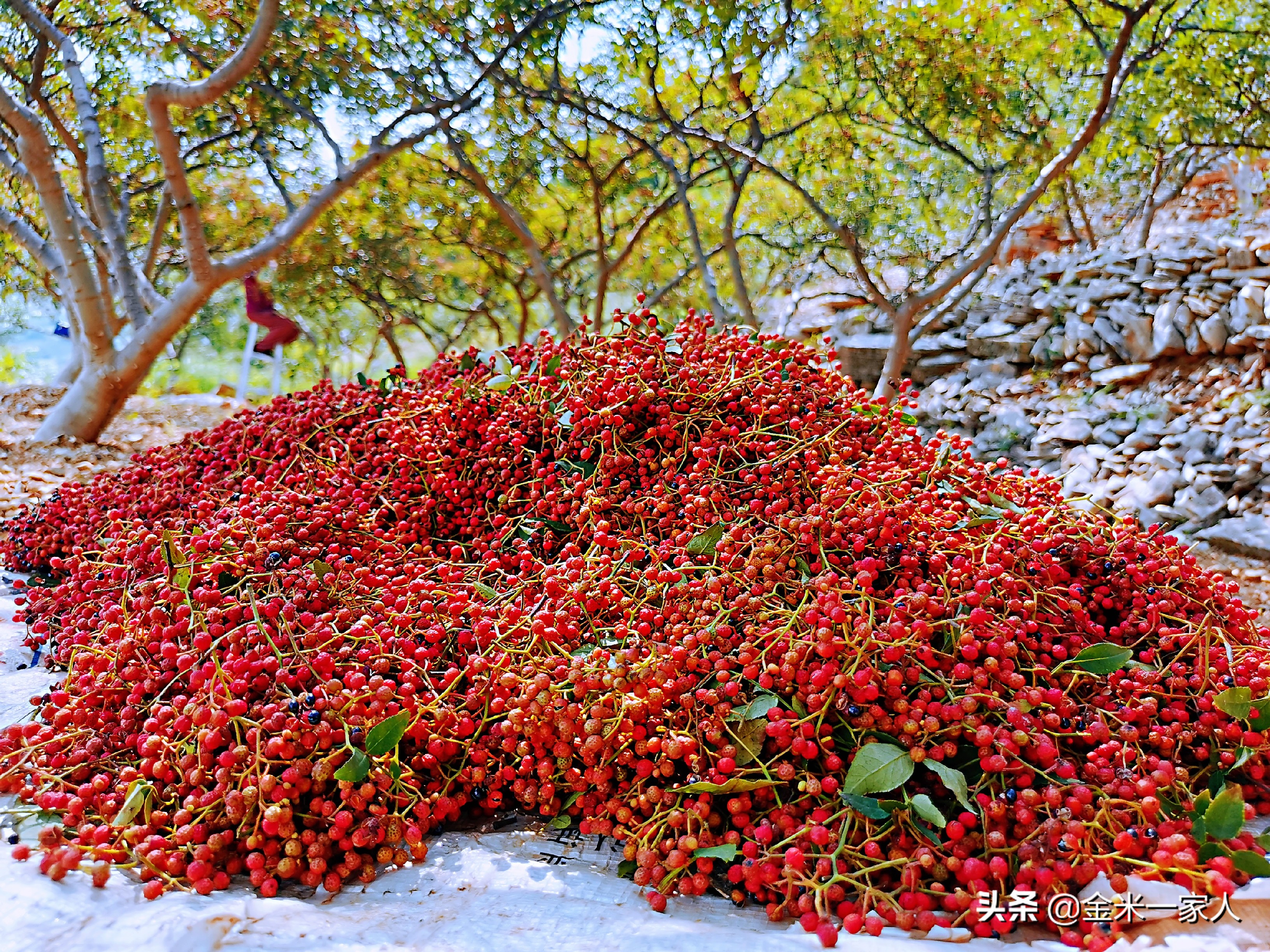 花椒好吃但是摘花椒也辛苦,教给大家采摘花椒的小技巧