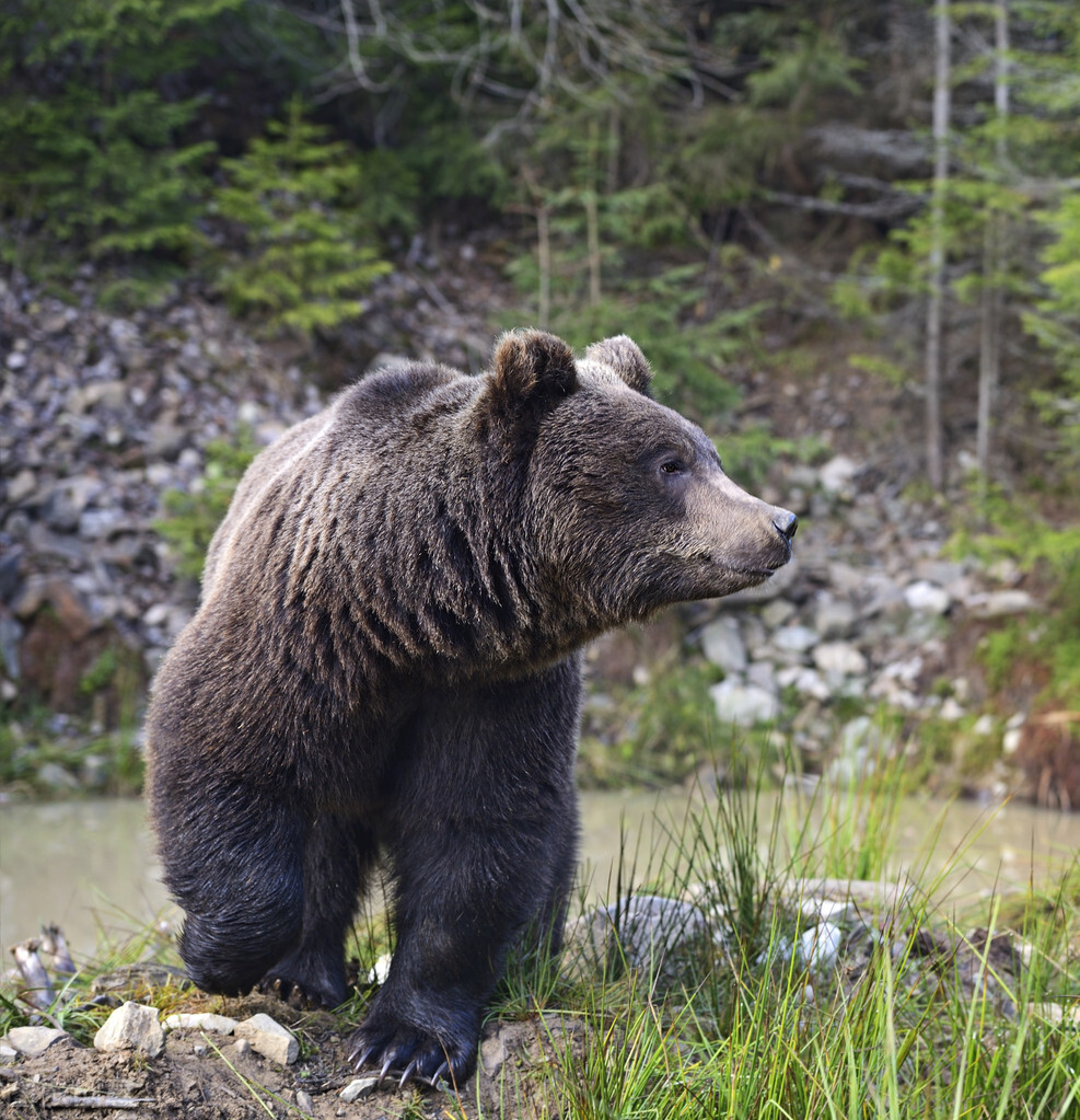 俄罗斯奇闻：男子被棕熊咬伤存储熊窝一个月，竟靠尿液活下来