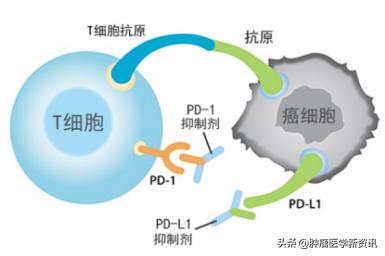 免疫疗法是癌症治疗最后的手段吗？应该在术前还是术后使用？