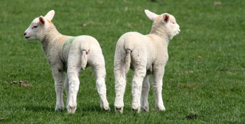 小羊羔为什么难养活,小羊羔养殖