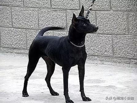 现在的土狗是中华田园犬吗,中华田园犬和柴犬的最大区别在哪