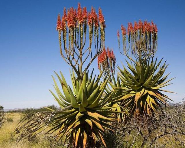 库拉索芦荟爆盆怎么处理,库拉索芦荟为什么不往上长