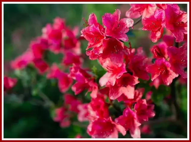 魔都赏花旅游攻略,魔都春季赏花好地方