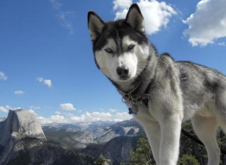 小型犬不爱叫体味小的狗有哪种,什么狗狗不掉毛没体味又好养