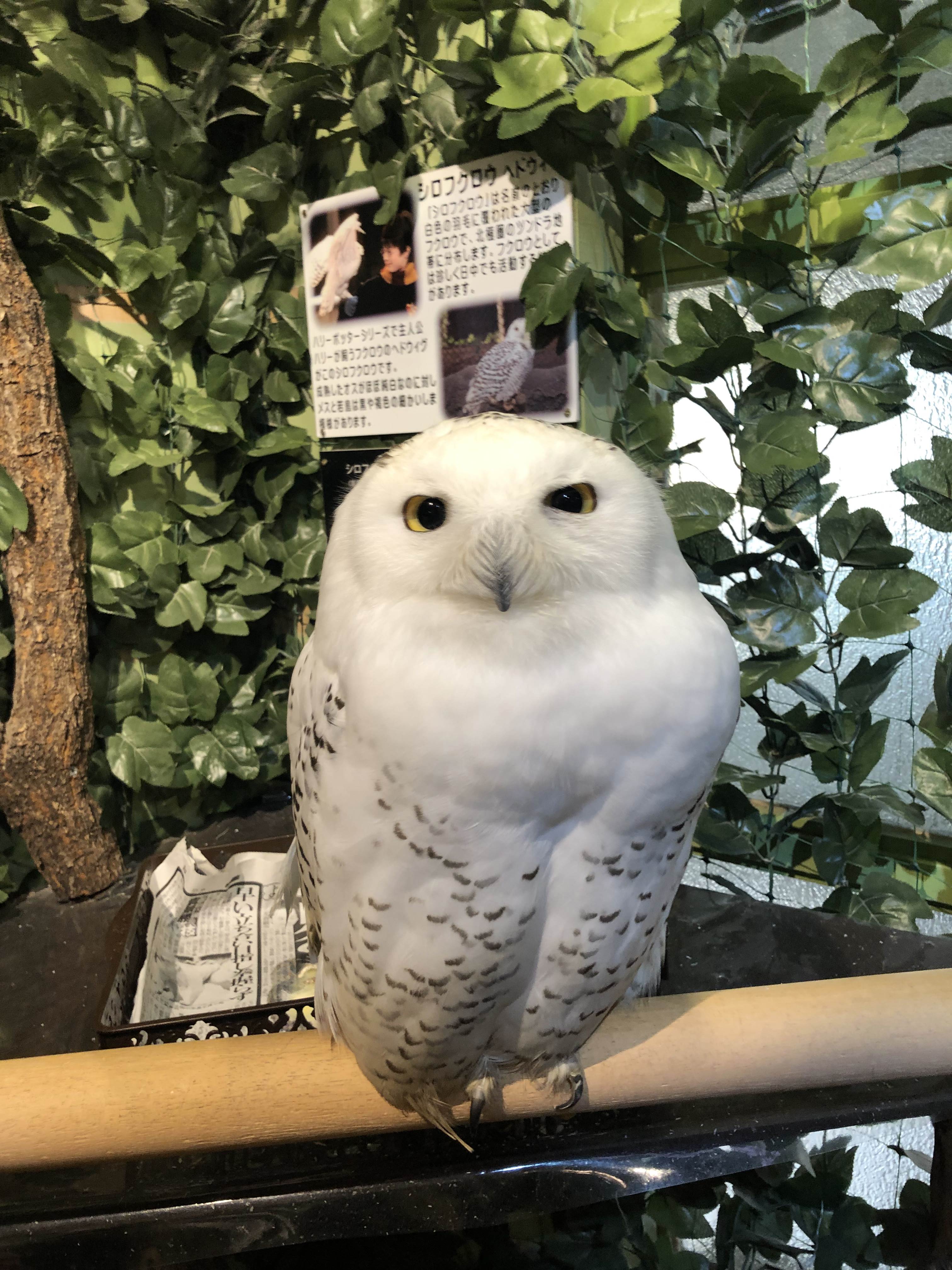 大阪自由行攻略购物,大阪自由行攻略