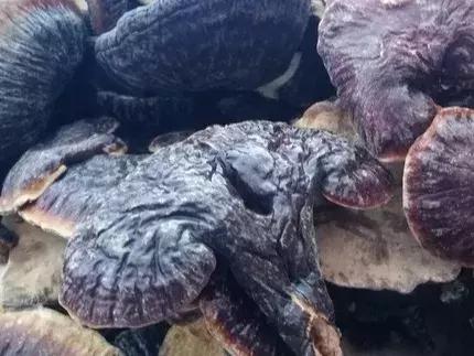 失眠注意力不集中湿气重,失眠脾胃不舒服感觉喘不过来气