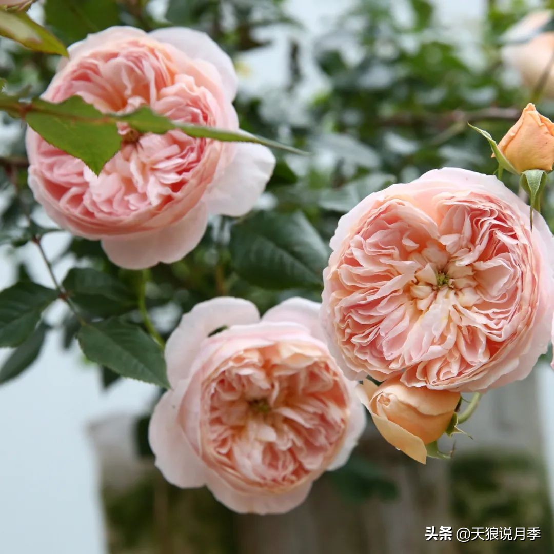 不容易，天狼自育终于打折了！空蒙只要50不到！