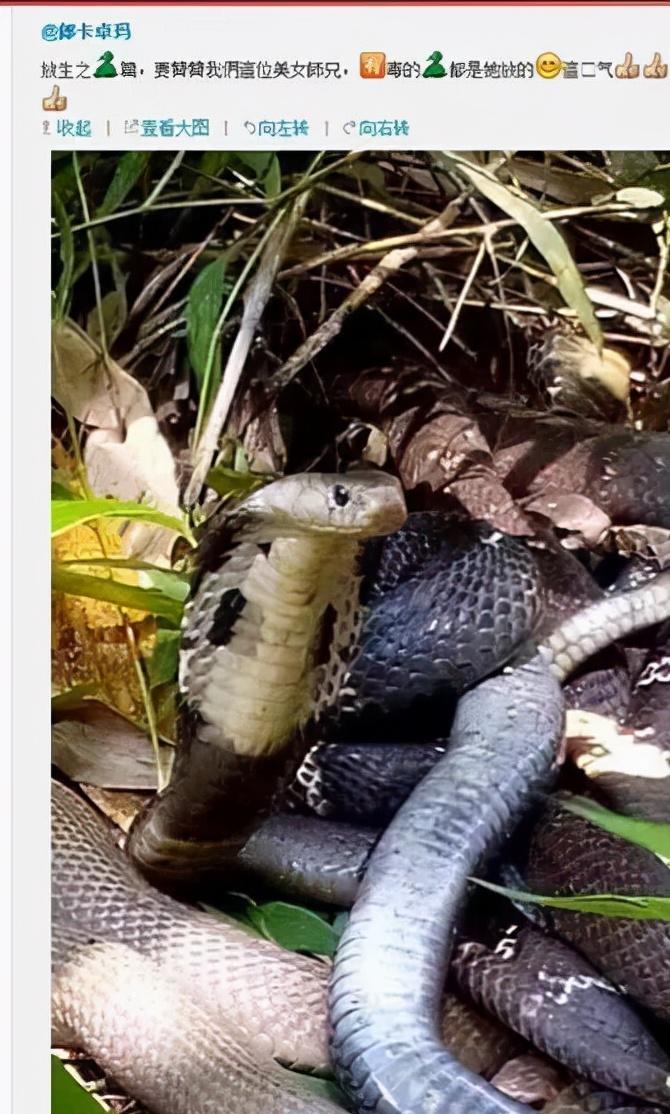 放生变杀生？北京发现两只放生的中华草龟，专家：冬天会冻死