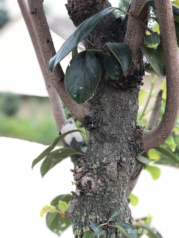 澶忚姳鏈夊摢浜涜姳,澶氳倝鏈夎姳鏈夋灉