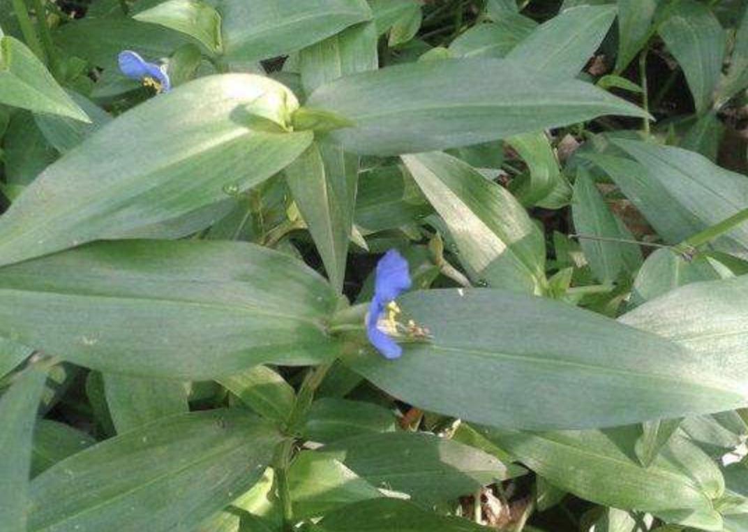 野外的1种杂草,一种野草地下有黑色果子