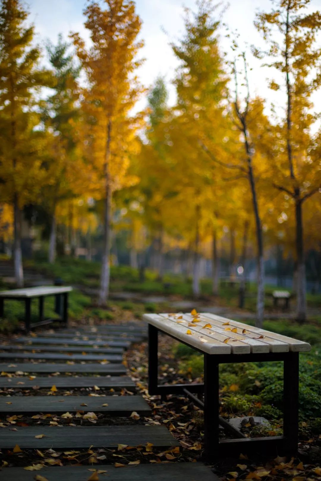 【秋色】一起逛青浦的校园，在书香中邂逅最美的秋