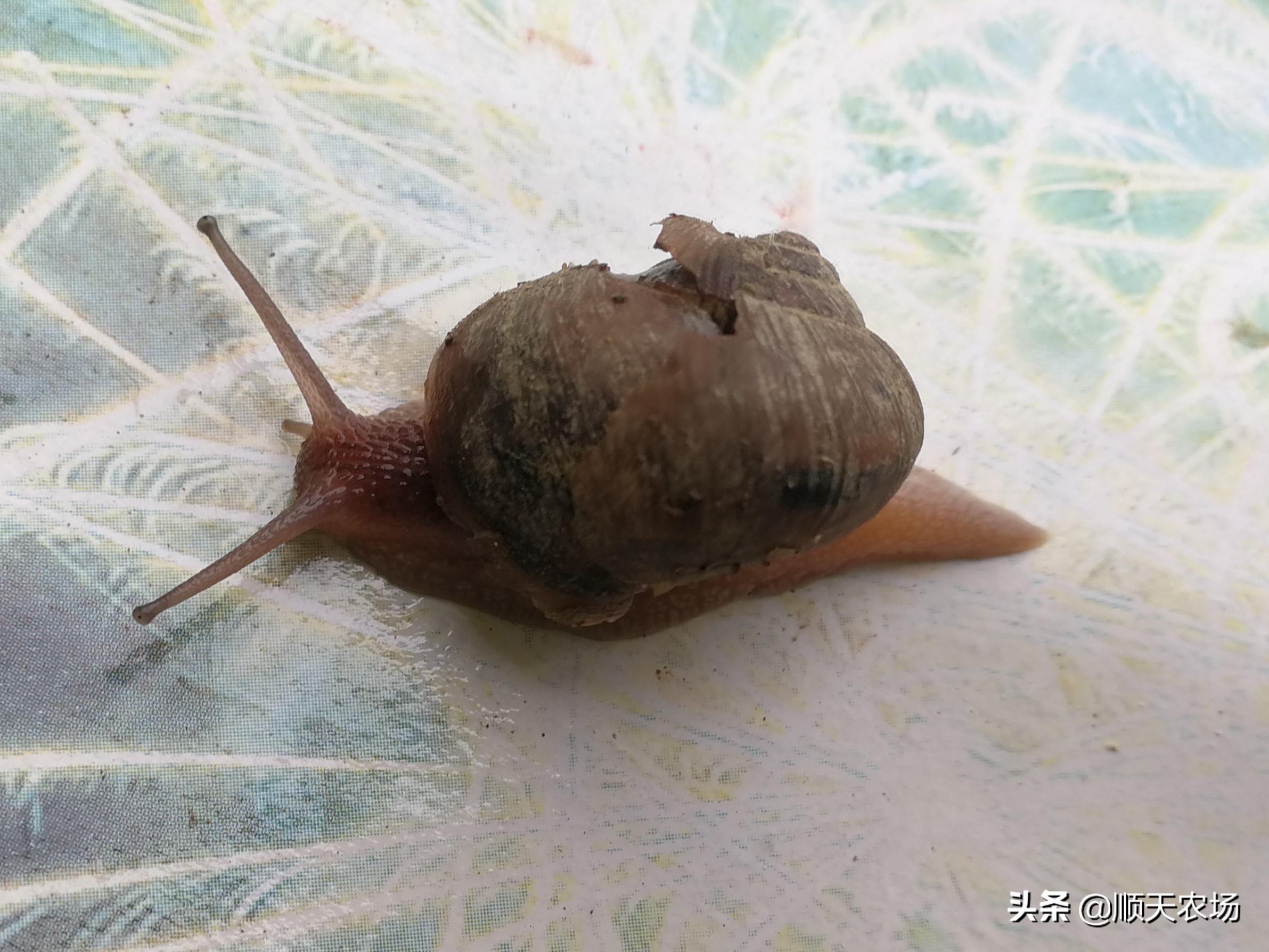 家庭常见十大害虫,10种家里常见害虫