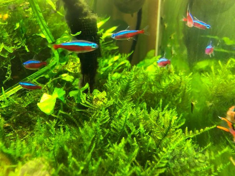 水草造景用什么水草最好,水草种植养鱼教程