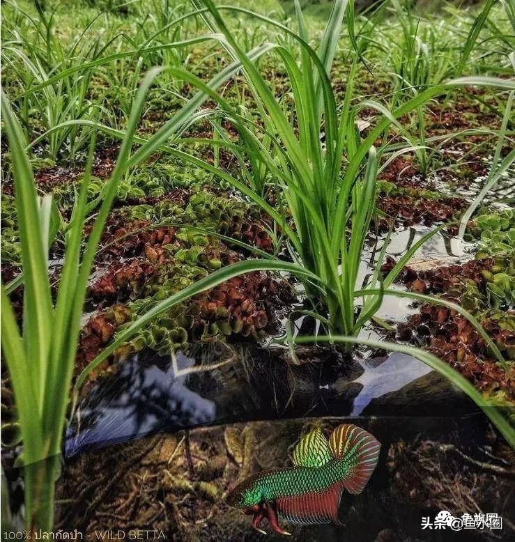 泰国斗鱼和中国斗鱼的杂交品种,中国斗鱼与泰国斗鱼哪个更厉害