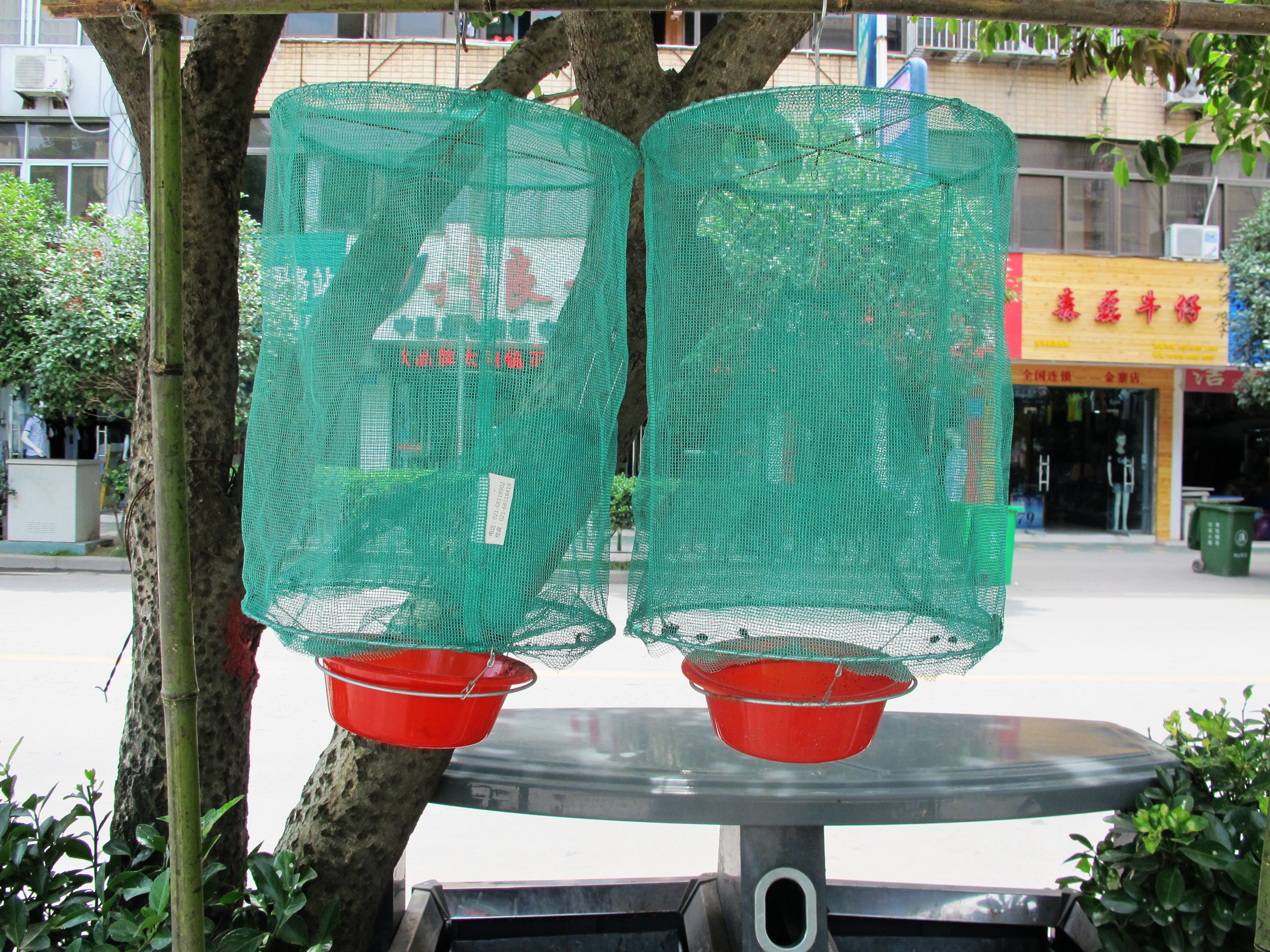 去皖西金寨，纯属一个美丽的意外（一）