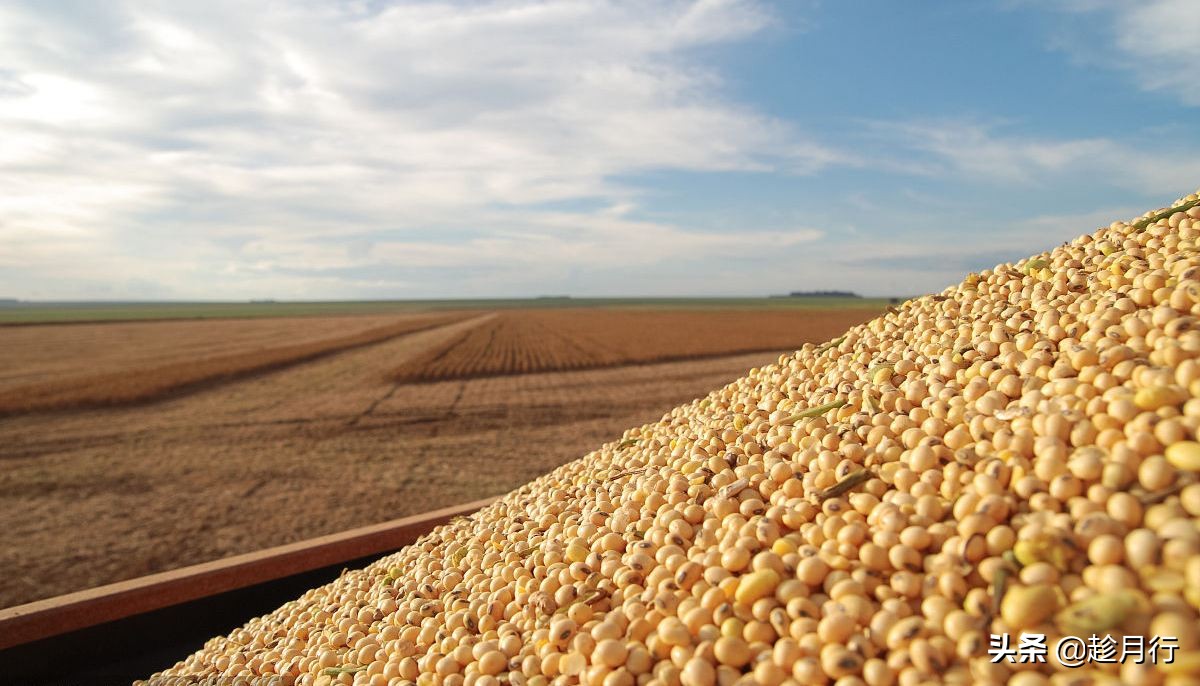 一级大豆油压榨,一级压榨大豆油20升