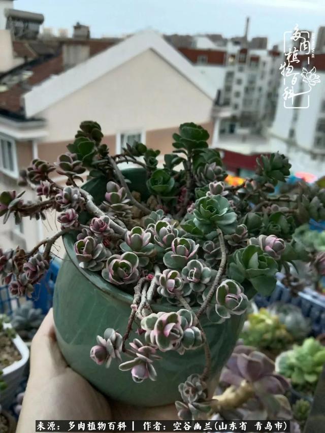 多肉最美的时光,多肉惊艳我的时光