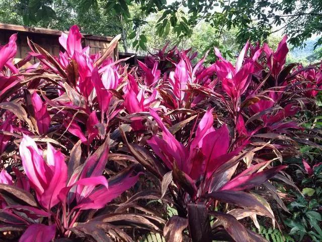 一根枝条就能活的绿植,一根枝条插上就能活的花