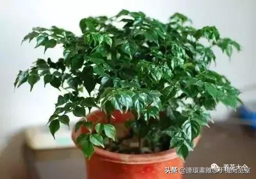 100种常见花卉植物图谱,100种花卉素描图谱