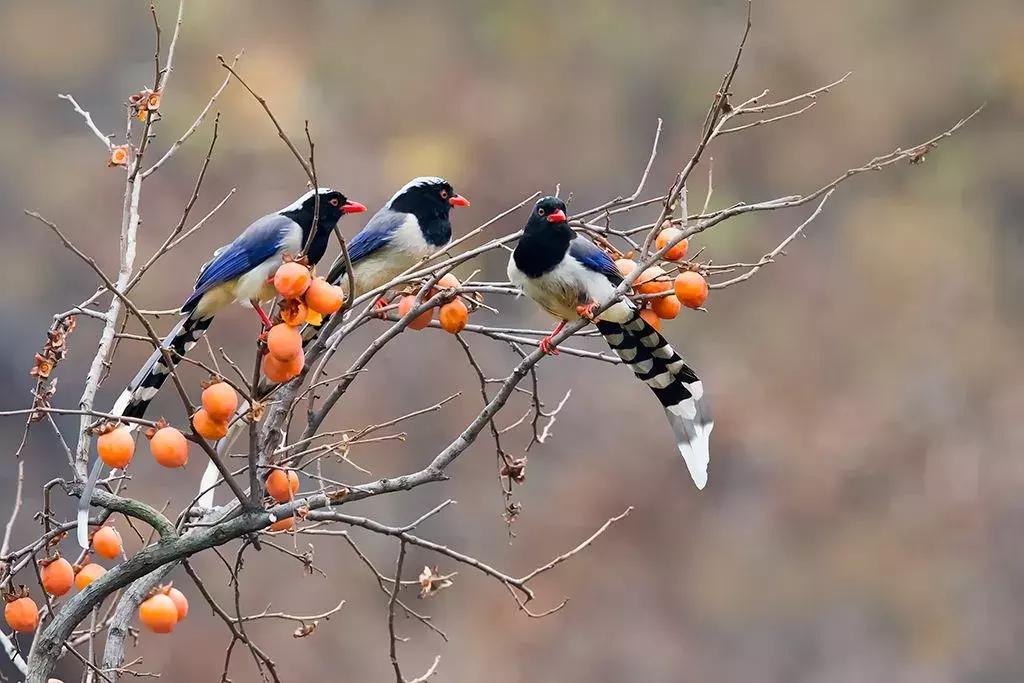 保护朱鹮,朱鹮自然保护区有利条件