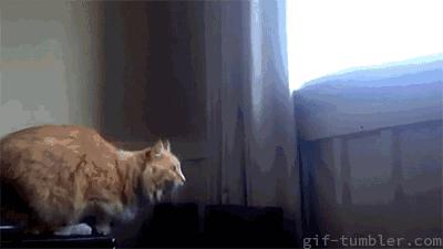 猫没有狗聪明是什么原因,猫聪明还是狗聪明智商排名