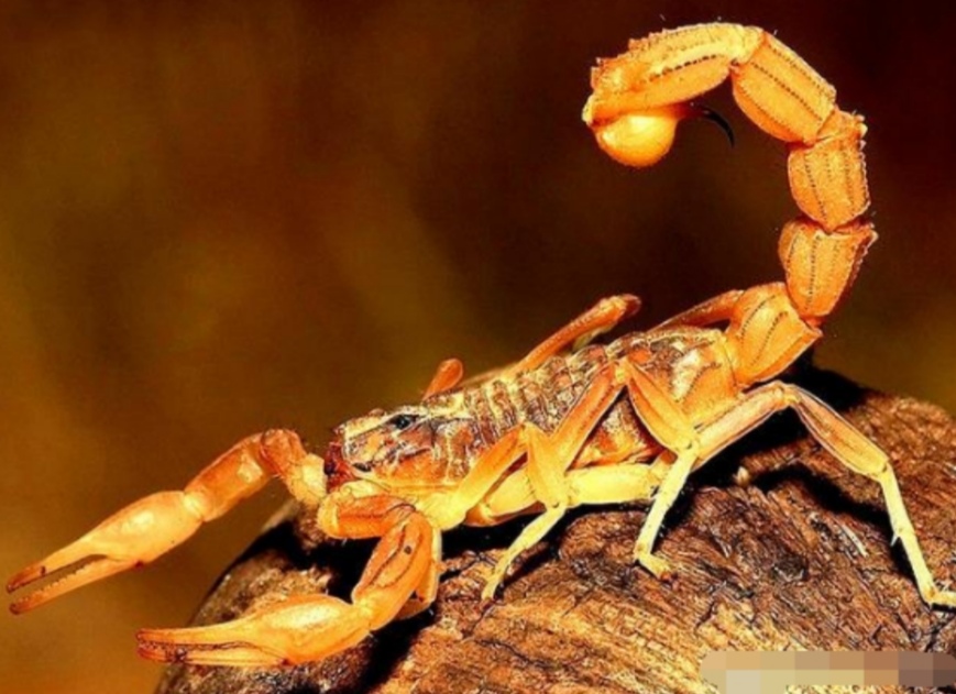 蝎子王的可怕之处,蝎子王都有哪些