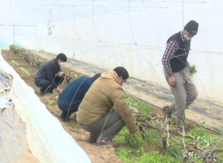 党员齐上阵抗疫保生产,沿滩党员干部奋战一线抗疫保春耕