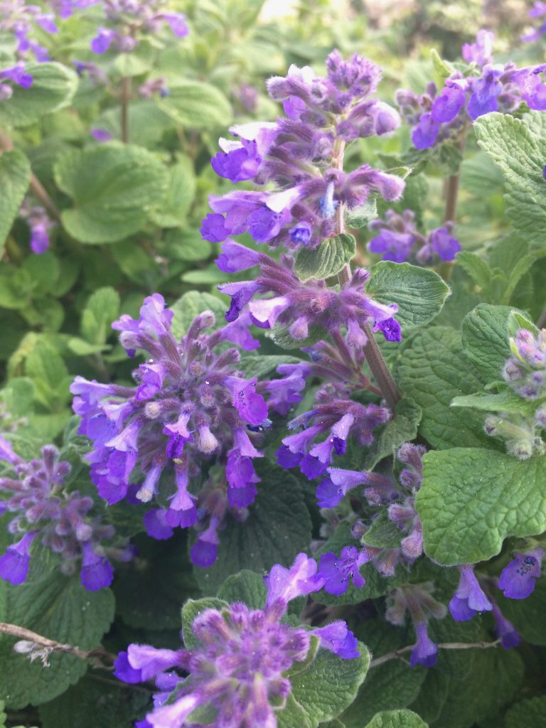 薄荷枝条扦插培养8天后得出结论,薄荷怎么繁殖水培