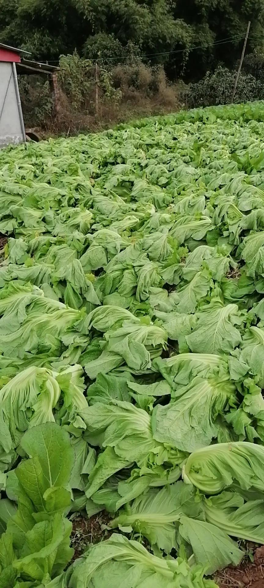 萝卜泡酸菜怎么制作,卷心菜泡酸菜的制作方法