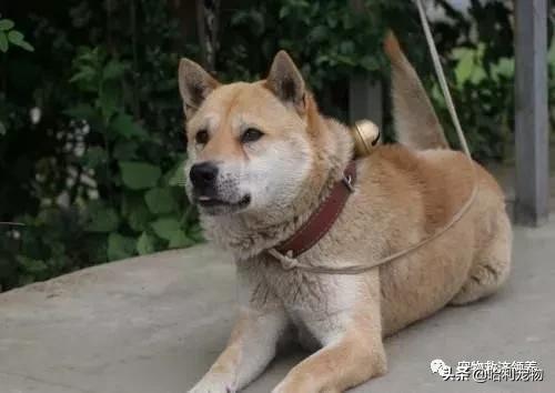 农村土狗半夜狗吠不停有什么方法,为什么土狗一见陌生人就会狂吠