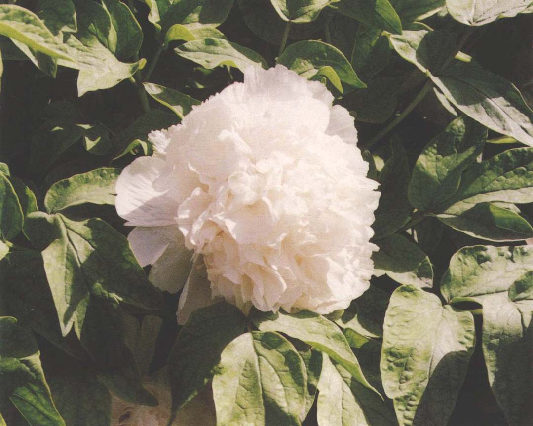 国花牡丹有哪些品种,花有很多种但是牡丹才是真国色