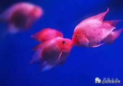 观赏鱼为什么颜色越来越不好看,养的观赏鱼为什么会变色