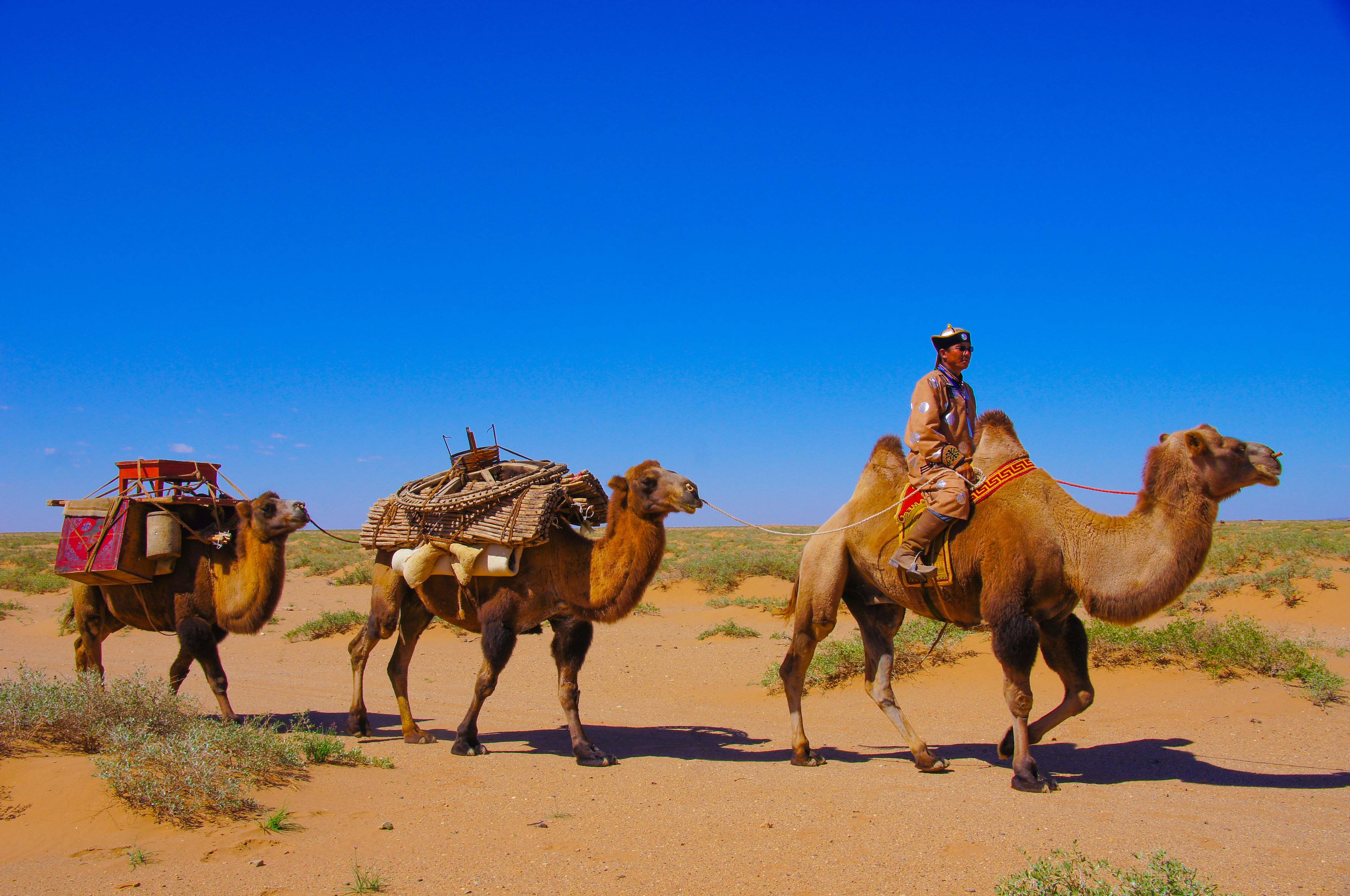 驼奶营养粉是纯驼奶吗,驼奶和营养粉有什么区别