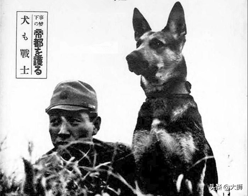 日本侵华时军犬,日本战败后伪军怎么处理