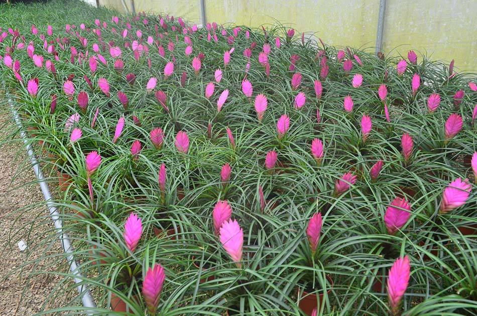 像孔雀尾巴一样的鸟,像孔雀花一样的植物