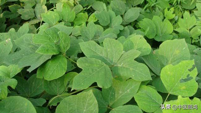 伤寒感冒藿香正气水,感冒恶心想吐伤寒论方子