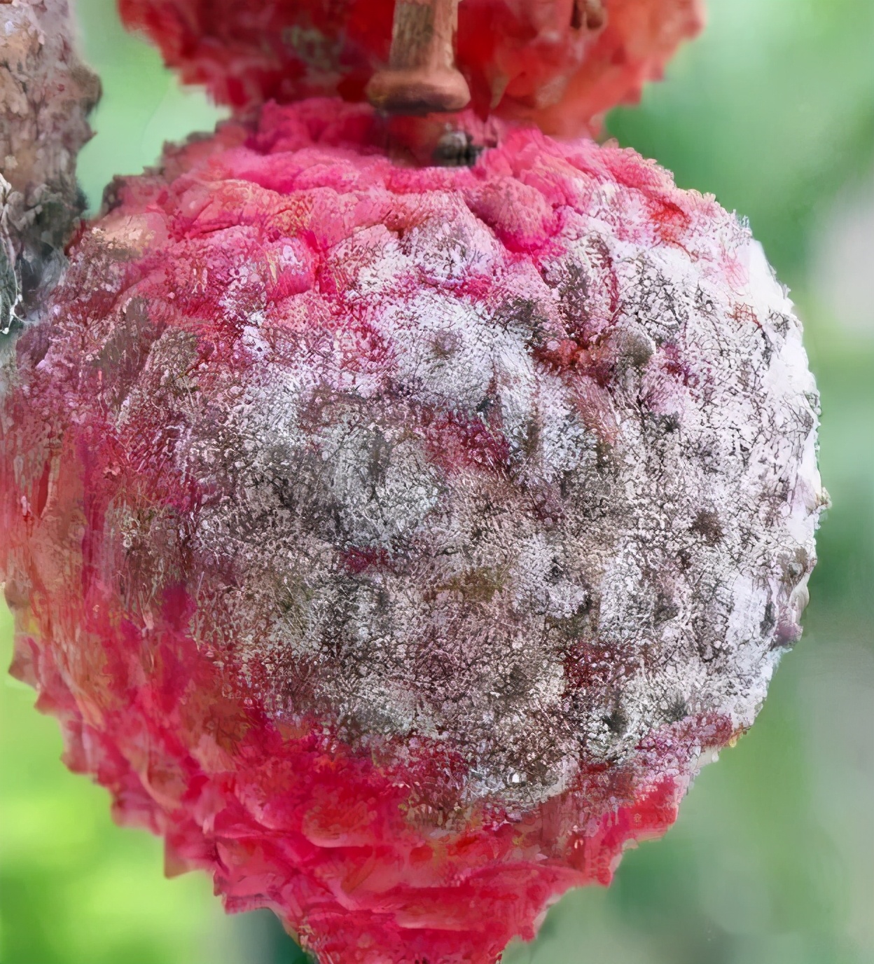 阴雨天荔枝大量落果怎么办,荔枝收成受什么因素影响